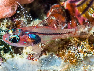 Apogon doryssa (c) Francois Libert_edite