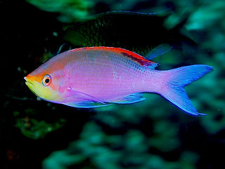 Pseudanthias tuka.jpg