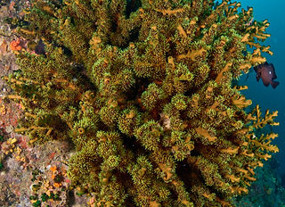 Tubastraea micranthus (c) Jean-Paul Cassez 2.jpg