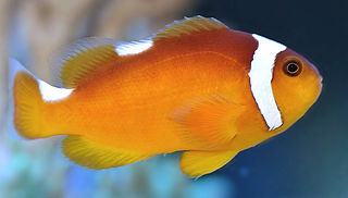 Amphiprion_thiellei_edited_edited.jpg