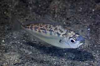 Photolateralis moretoniensis (c) Peter_e