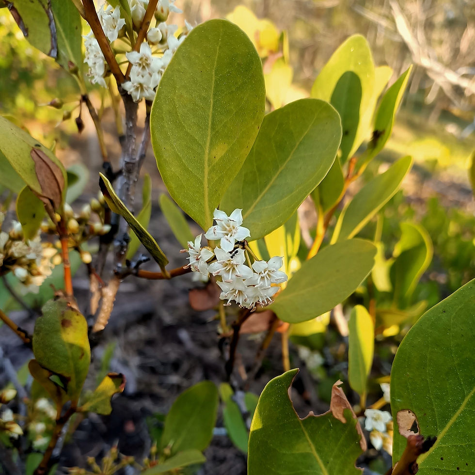 Miniaturbild: Flussmangrove (Aegiceras corniculatum)