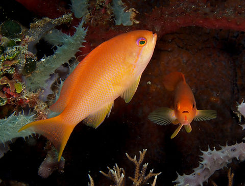 Pseudanthias_squamipinnis_(Scalefin_anth