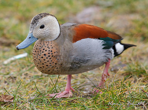 (c) Marcin Świostek_edited_edited.jpg