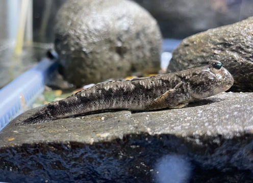 Periophthalmus modestus, auch bekannt als Shuttles Schlammspringer, ist ein Süß- und Brackwasserfisch, der im Nordwestpazifik, von Vietnam bis Japan, vorkommt..jpg