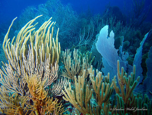 (c) Pauline Walsh Jacobson 2.jpg