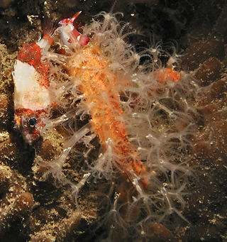Parasphaerasclera grayi Lembeh Strait, Sulawesi, INDONESIA (c) Bernard DUPONT.jpg