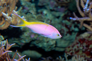 Nemanthias bartlettorum.jpg