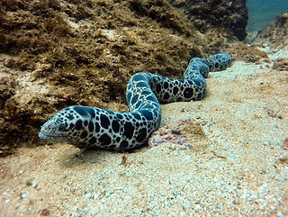 Scuticaria tigrina Große Tigermuräne (c) Aldo Alfonso Zavala Jiménez.jpg