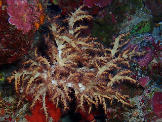 Chironephthya sp_edited.jpg