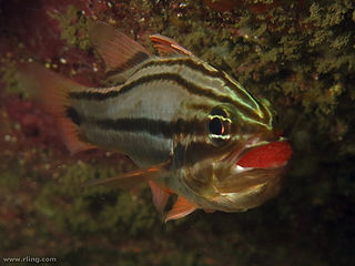 Ostorhinchus limenus (c) Richard Ling.jpg