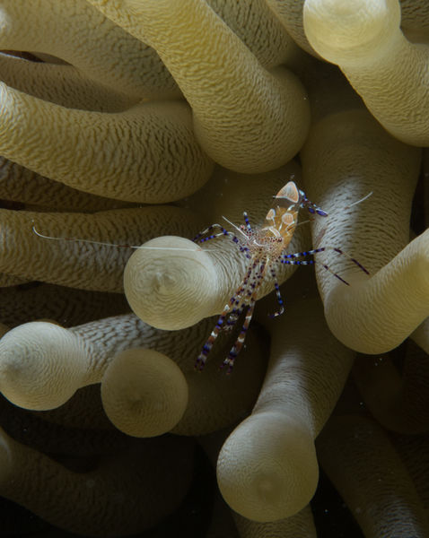 a Spotted Cleaner Shrimp (Periclimenes yucatanicus) perched on a Giant Anemone (Condylactis gigantea), photographed while scuba diving at the Windsock dive site in Bonaire.jpg
