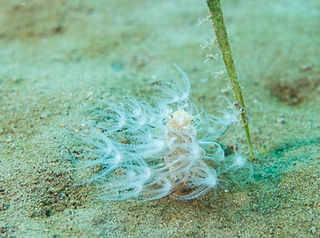 Cavernularia pusilla (c) Bernat Garrigós.jpg