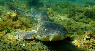 (c) anna_kellagher_edited.jpg