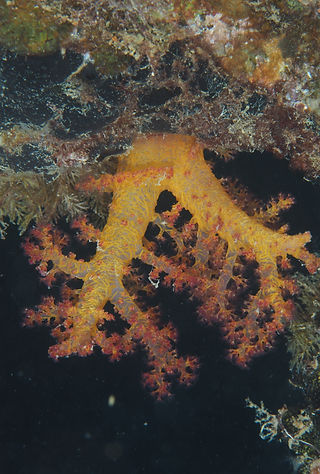 Dendronephthya hemprichi (c) krkzv.jpeg