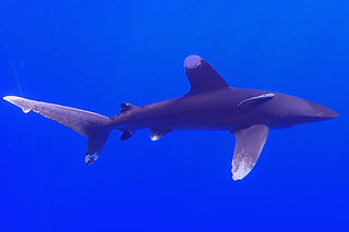 (c) ealcaniz_edited.jpg