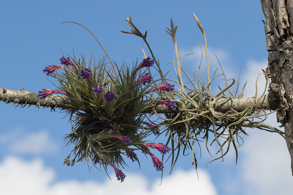 Miniaturbild: Tillandsia aeranthos
