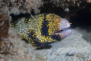 Echidna nebulosa (c) joseph_dibattista.jpg