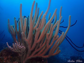 Pseudoplexaura porosa (c) Robin White 2.jpg