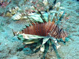 (c) Jens Sommer-Knudsen_edited.jpg