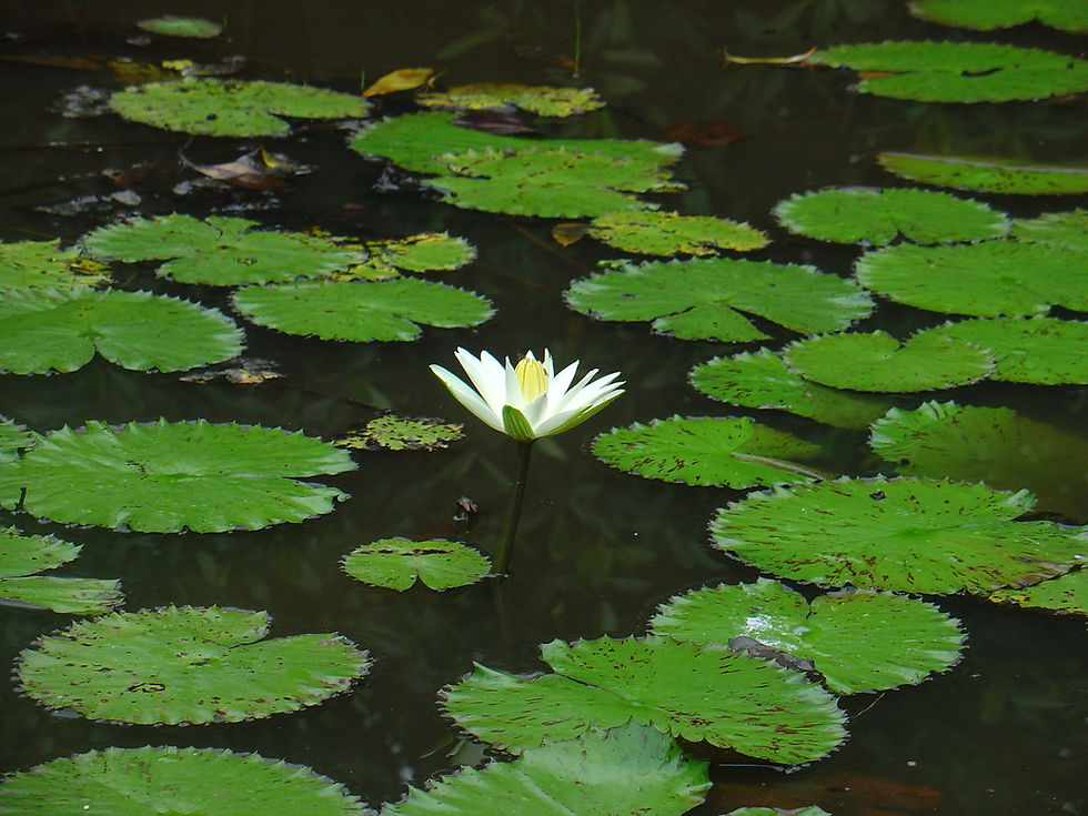 Miniaturbild: Tigerlotus (Nymphaea lotus)