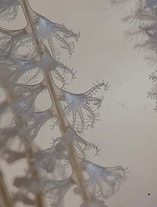 Trichogorgia muzikae (c) caleidoskopable 7.jpg