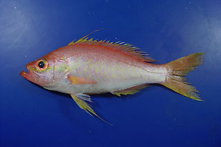 Hemanthias leptus.jpg