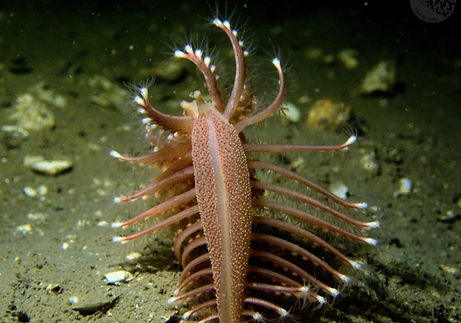 Pennatula phosphorea_edited.jpg
