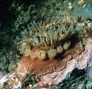 Broodinganemone_300.jpg
