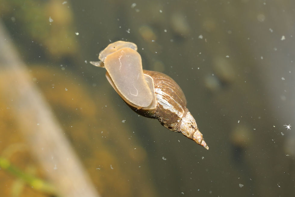 Miniaturbild: Spitzschlammschnecke (Lymnaea stagnalis)