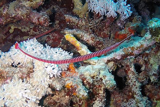 Dunckerocampus multiannulatus (c) Tom He