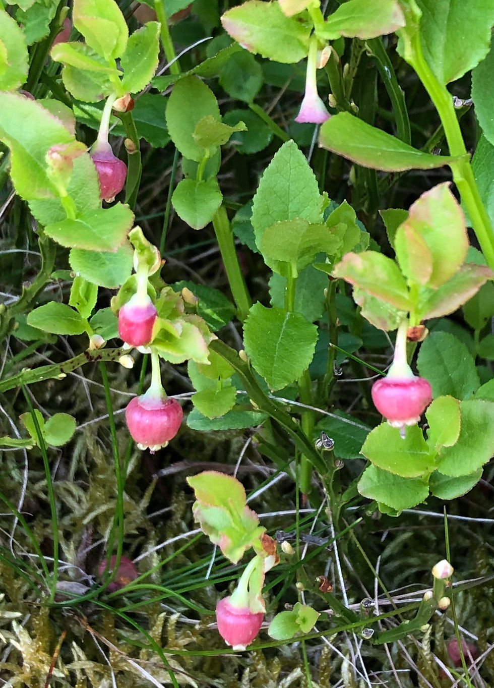 Miniaturbild: Heidelbeere (Vaccinium myrtillus)