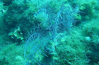 Antillogorgia bipinnata (c) Thibaud Aron