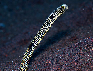 Ohrfleck-Röhrenaal (Heteroconger hassi) © uwkwaj.jpg