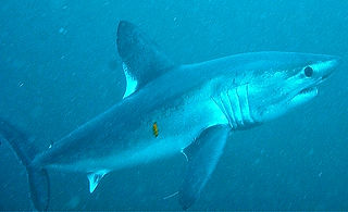 (c) mumudu_edited.jpg