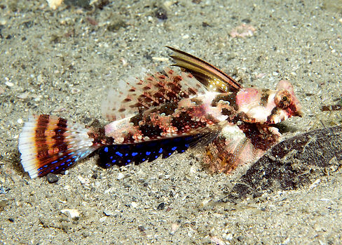 (c) David Harasti_edited.jpg