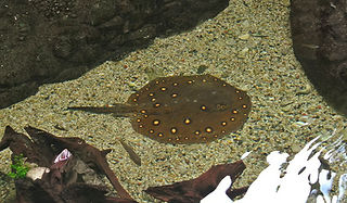 Motoro-Rochen im Zoo Salzburg_edited.jpg