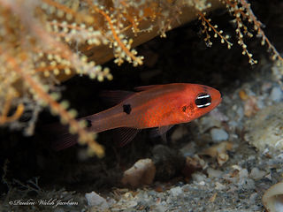 Apogon pseudomaculatus (c) Pauline Walsh Jacobson.jpg