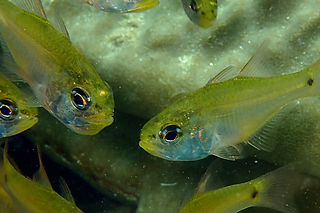 Taeniamia pallida(c) Dawn Goebbels 2_edi