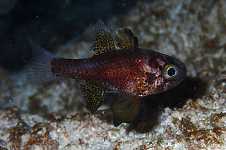 Astrapogon stellatus (c) Luke Foster.jpg