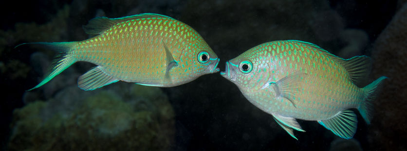 Chromis atripectoralis (c) Wayne and Pam Osborn