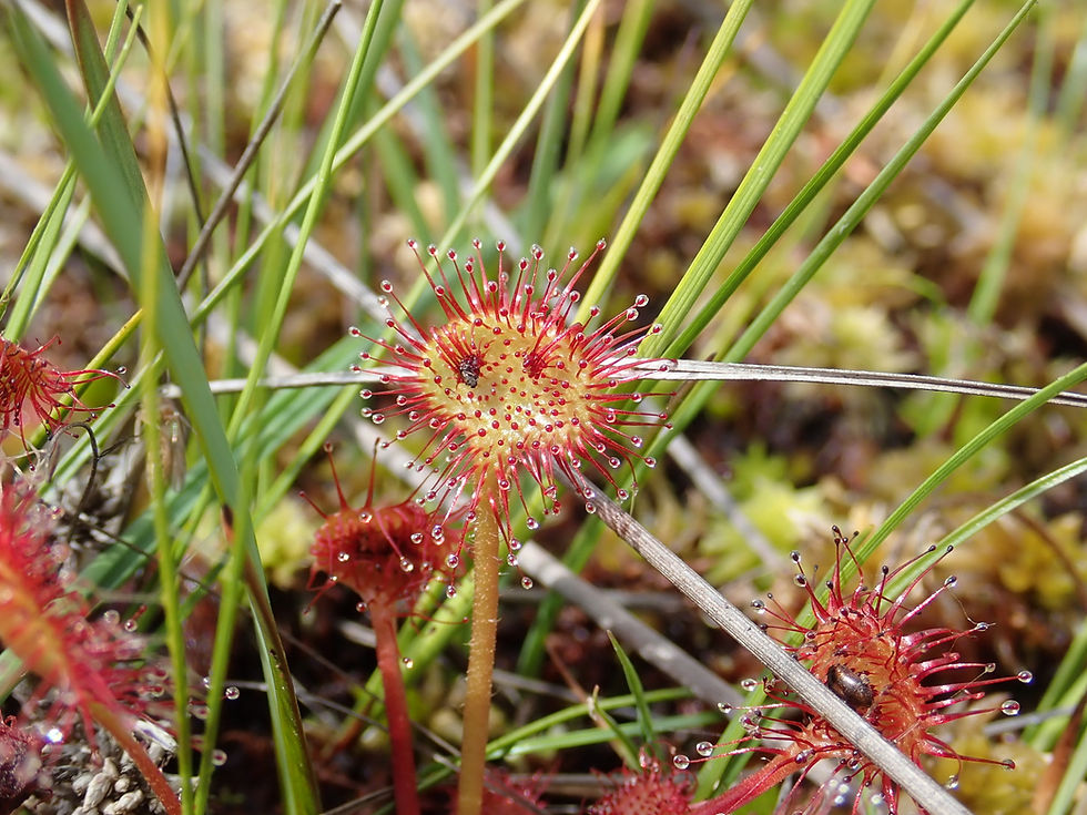 Miniaturbild: Rundblättriger Sonnentau (Drosera rotundifolia)