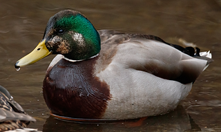 original (1)_edited.png