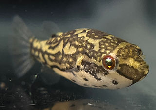 Carinotetraodon lorteti (c) Павлик Лисицын.jpg