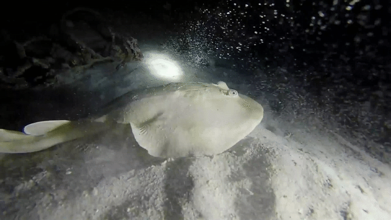 Narcine bancroftii (c) Dennis Rabeling.gif