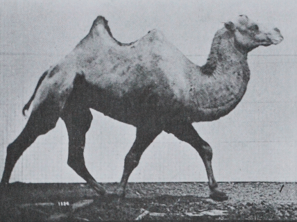 Muybridge_Camel_Racking.gif