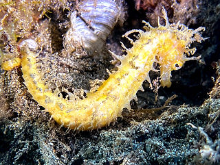 Hippocampus guttulatus (c) Bernat Espigu