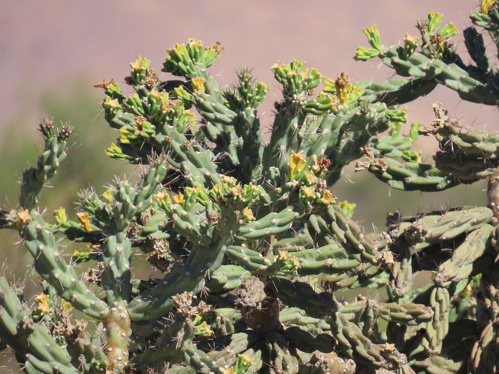 Miniaturbild: Cylindropuntia imbricata