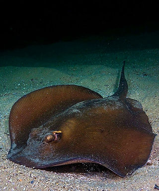 (c) stephencoutts_edited.jpg