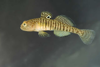 Economidichthys trichonis (c) Jörg Freyhof.jpg